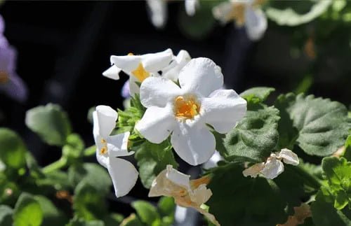 Cosmic Core Ingredients