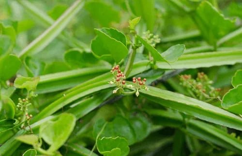 Cosmic Core Ingredients