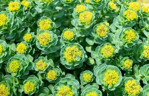 Cosmic Core Ingredients